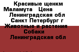  Красивые щенкм Маламута › Цена ­ 30 000 - Ленинградская обл., Санкт-Петербург г. Животные и растения » Собаки   . Ленинградская обл.